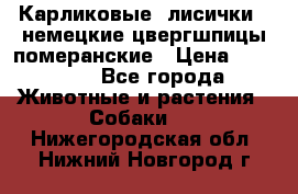 Карликовые “лисички“  немецкие цвергшпицы/померанские › Цена ­ 35 000 - Все города Животные и растения » Собаки   . Нижегородская обл.,Нижний Новгород г.